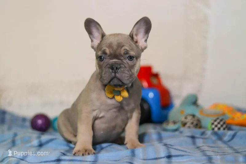 Murphy – Frenchton puppy for sale in Millersburg, OH