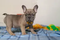 Murphy, a male Frenchton for sale in Millersburg, OH – Photo 5 of 7