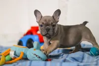 Murphy, a male Frenchton for sale in Millersburg, OH – Photo 7 of 7