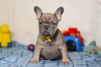 Murphy, a male Frenchton for sale in Millersburg, OH – Photo 6 of 7