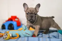 Murphy, a male Frenchton for sale in Millersburg, OH – Photo 2 of 7