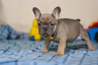 Murphy, a male Frenchton for sale in Millersburg, OH – Photo 4 of 7