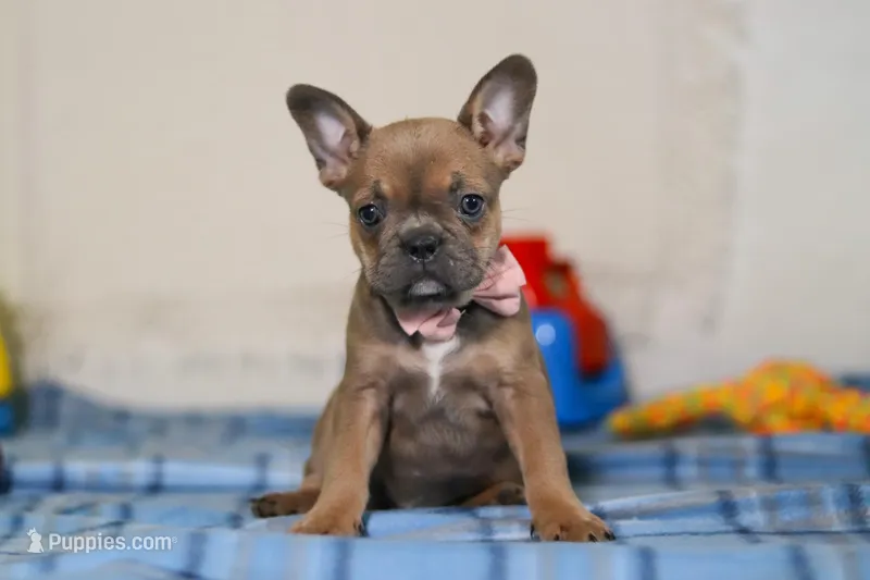 Princess – Frenchton puppy for sale in Millersburg, OH