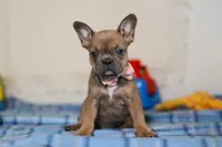 Princess, a female Frenchton for sale in Millersburg, OH – Photo 1 of 6