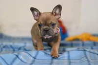 Princess, a female Frenchton for sale in Millersburg, OH – Photo 6 of 6