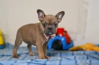 Princess, a female Frenchton for sale in Millersburg, OH – Photo 5 of 6