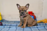 Princess, a female Frenchton for sale in Millersburg, OH – Photo 2 of 6