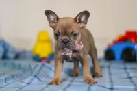 Princess, a female Frenchton for sale in Millersburg, OH – Photo 3 of 6