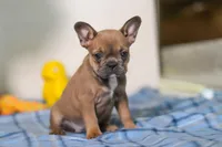 Princess, a female Frenchton for sale in Millersburg, OH – Photo 4 of 6