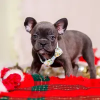 Rocky, a male Frenchton for sale in Millersburg, OH – Photo 7 of 7