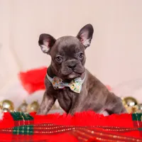 Rocky, a male Frenchton for sale in Millersburg, OH – Photo 6 of 7