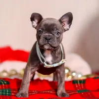 Rocky, a male Frenchton for sale in Millersburg, OH – Photo 3 of 7