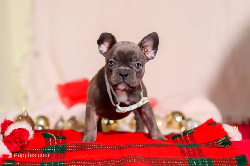 Rocky – Frenchton puppy on hold in Millersburg, OH