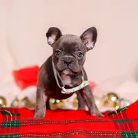 Rocky, a male Frenchton for sale in Millersburg, OH – Photo 1 of 7