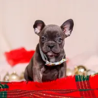 Rocky, a male Frenchton for sale in Millersburg, OH – Photo 5 of 7