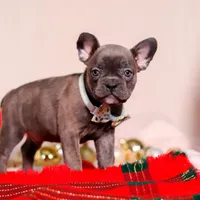 Rocky, a male Frenchton for sale in Millersburg, OH – Photo 4 of 7