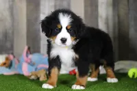 Chuck, a male Bernese Mountain Dog for sale in Millersburg, OH – Photo 1 of 5