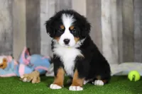 Chuck, a male Bernese Mountain Dog for sale in Millersburg, OH – Photo 4 of 5