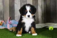 Chuck, a male Bernese Mountain Dog for sale in Millersburg, OH – Photo 2 of 5