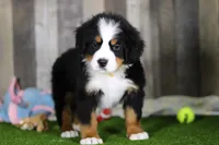 Chuck, a male Bernese Mountain Dog for sale in Millersburg, OH – Photo 5 of 5