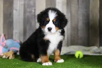 Chuck, a male Bernese Mountain Dog for sale in Millersburg, OH – Photo 3 of 5