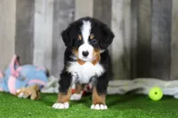 Chance, a male Bernese Mountain Dog for sale in Millersburg, OH – Photo 7 of 7