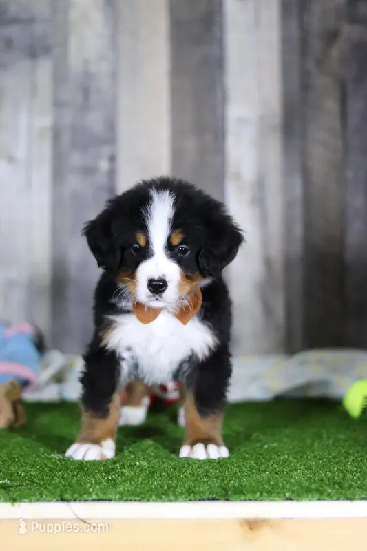 Chance – Bernese Mountain Dog puppy for sale in Millersburg, OH