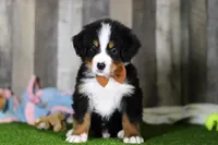 Chance, a male Bernese Mountain Dog for sale in Millersburg, OH – Photo 2 of 7