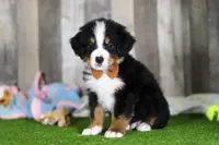 Chance, a male Bernese Mountain Dog for sale in Millersburg, OH – Photo 4 of 7
