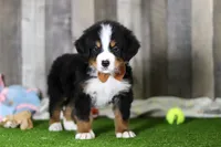 Chance, a male Bernese Mountain Dog for sale in Millersburg, OH – Photo 6 of 7