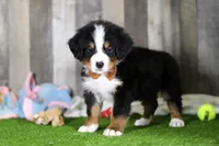 Chance, a male Bernese Mountain Dog for sale in Millersburg, OH – Photo 5 of 7