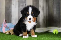 Chance, a male Bernese Mountain Dog for sale in Millersburg, OH – Photo 3 of 7