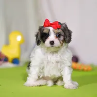 Sasha, a female Cavapoo for sale in Millersburg, OH – Photo 3 of 5