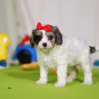 Sasha, a female Cavapoo for sale in Millersburg, OH – Photo 4 of 5