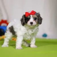 Sasha, a female Cavapoo for sale in Millersburg, OH – Photo 5 of 5