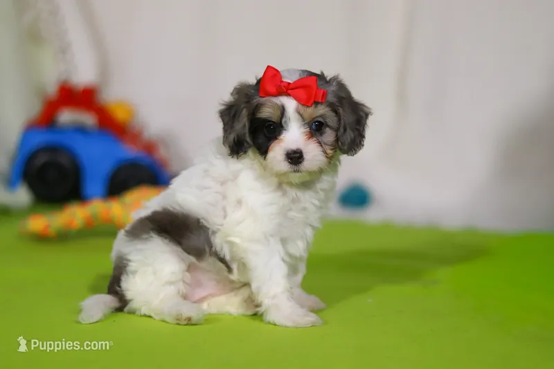 Sasha – Cavapoo puppy on hold in Millersburg, OH