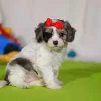 Sasha, a female Cavapoo for sale in Millersburg, OH – Photo 1 of 5