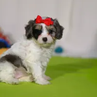 Sasha, a female Cavapoo for sale in Millersburg, OH – Photo 2 of 5