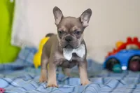 Bennett, a male Frenchton for sale in Millersburg, OH – Photo 6 of 6