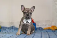 Bennett, a male Frenchton for sale in Millersburg, OH – Photo 1 of 6