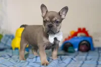 Bennett, a male Frenchton for sale in Millersburg, OH – Photo 3 of 6