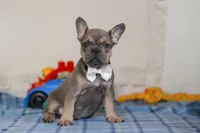 Bennett, a male Frenchton for sale in Millersburg, OH – Photo 5 of 6