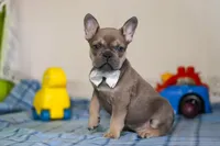 Bennett, a male Frenchton for sale in Millersburg, OH – Photo 2 of 6