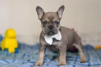 Bennett, a male Frenchton for sale in Millersburg, OH – Photo 4 of 6