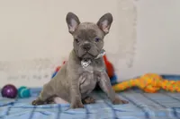 Sophie, a female Frenchton for sale in Millersburg, OH – Photo 1 of 7