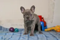 Sophie, a female Frenchton for sale in Millersburg, OH – Photo 2 of 7