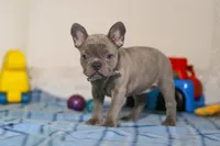 Sophie, a female Frenchton for sale in Millersburg, OH – Photo 5 of 7