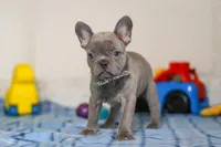 Sophie, a female Frenchton for sale in Millersburg, OH – Photo 7 of 7