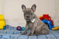 Sophie, a female Frenchton for sale in Millersburg, OH – Photo 3 of 7