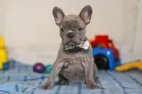 Sophie, a female Frenchton for sale in Millersburg, OH – Photo 4 of 7